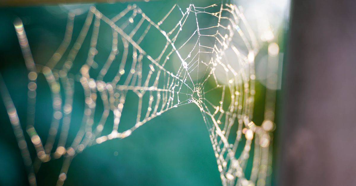 Close-up of a spiderweb delicately lit by sunlight, showcasing intricate patterns and nature's beauty.